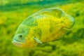 Cute oscar fish (Astronotus ocellatus) is a species of fish from Royalty Free Stock Photo