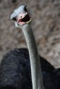 Cute Ostrich bird head in happy and smiling emoticon face, funny, cute, natural, gaze, happy, open mouth, big eyes, wildlife Royalty Free Stock Photo