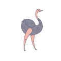 Cute ostrich. Cartoon colorful outline character illustration.