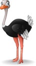 Cute ostrich cartoon Royalty Free Stock Photo