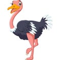 Cute ostrich cartoon on white background Royalty Free Stock Photo