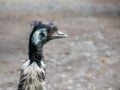 Cute ostrich emu looks from sideway. Royalty Free Stock Photo