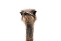 Cute ostrich with huge beautiful eyes on a white background