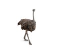 Cute ostrich isolated on white background. Royalty Free Stock Photo