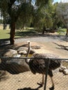 Cute ostrich