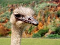 A cute ostrich