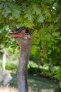 Cute ostrich