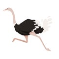 Cute ostrich running african flightless bird cartoon animal design flat vector illustration isolated on white background Royalty Free Stock Photo