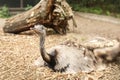 Cute ostrich in zoological garden