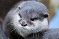 Cute otter Royalty Free Stock Photo