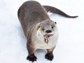 the Cute otter