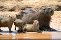 Cute capybara Family sitting by a muddy river in their natural habitat