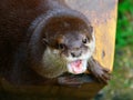 Cute otter with open mouth detail