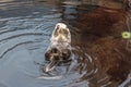 Cute otter playing in the water, Lisbon