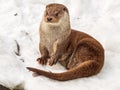 Cute otter sitting in snow