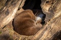 Otter sleeping in a log under sunlight. Royalty Free Stock Photo