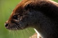 cute river otter (lutra)