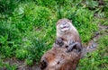 Cute otter (Lutrinae) resting outdoors on a blurry background