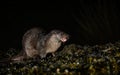 Cute otter (Lutrinae) resting outdoors on a dark background