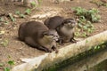 Cute Otter in the zoo