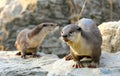 Cute Otters