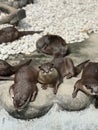 Cute Otters Chilling on Rocks Royalty Free Stock Photo