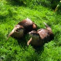 Cute Otters enjoying the sun zoo Royalty Free Stock Photo