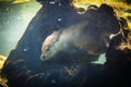 Cute otters - Eurasian otter Royalty Free Stock Photo