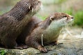 Cute otters - Eurasian otter Royalty Free Stock Photo