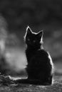 Cute outdoor black cat