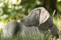 Cute outdoor head portrait of weimaraner purebred puppy the lawn. Royalty Free Stock Photo