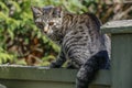 Cute Outdoor house cat