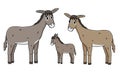 Cute outline cartoon hand drawn donkey family. Gray Male father, brown female mother with eyelashes and foal baby kid vector Royalty Free Stock Photo