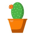 Cute oval cactus with orange flower in a pot. Houseplant on a white background, home plant Royalty Free Stock Photo