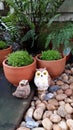 Cute owl Royalty Free Stock Photo