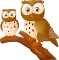 Cute owl couple cartoon Royalty Free Stock Photo