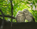 Cute owl couple perched on a tree branch Royalty Free Stock Photo