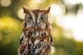 Cute Owl with Green Eyes