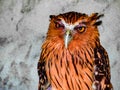 Cute Owl Orange Bird Malaysia Royalty Free Stock Photo