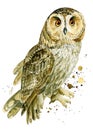 Cute owl and paint splashes on an isolated white background, watercolor drawing. Bird poster Royalty Free Stock Photo