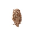 Cute Owl realistic hand drawn illustration. Bird on white background isolated Royalty Free Stock Photo