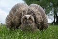 Cute owl runs forward on the grass with spread wings. Owl defends. Close-up