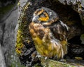 Cute Owl sunny day malaysia Royalty Free Stock Photo