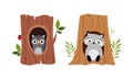 Cute owlet and raccoon sitting in tree hollow cartoon vector illustration Royalty Free Stock Photo