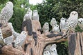Cute owls clay doll in the garden