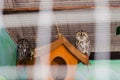 Cute owls sleep on the roof of a house in a cage at the zoo