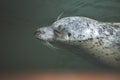 Cute Pacific harbor seal in Victoria on Vancouver Island Royalty Free Stock Photo