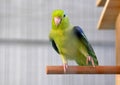 Cute Pacific Parrotlet Green Forpus