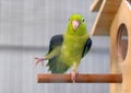 Cute Pacific Parrotlet Green Forpus