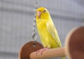 Cute Pacific Parrotlet Yellow Forpus